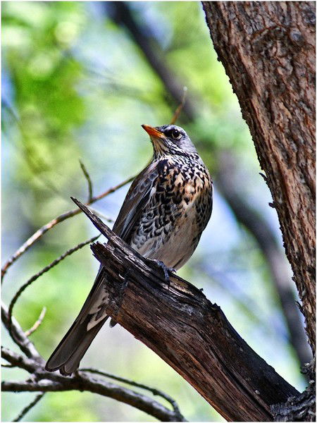 Александр Дроздов