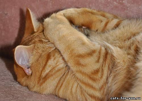 Ольга Сухова