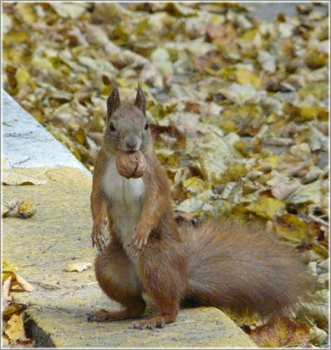 Андрей Белкин