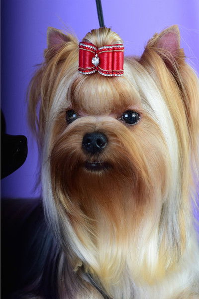 Инна Климович