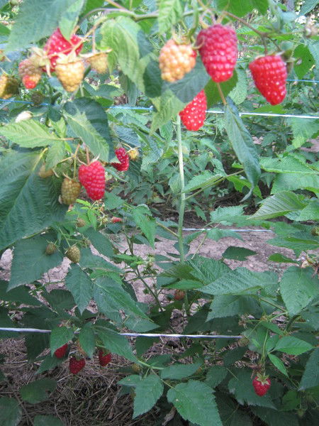 Олег Сапунков