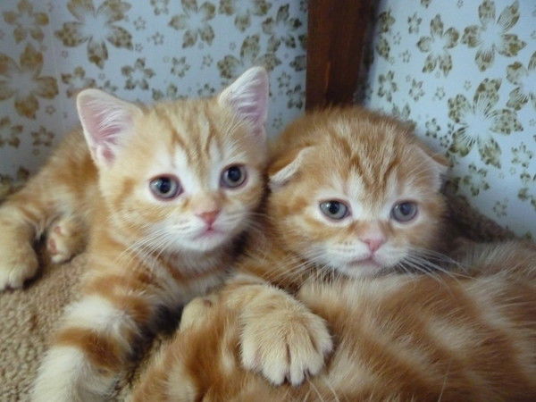 Светлана Грязнова