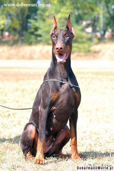 Андрей Клементьев