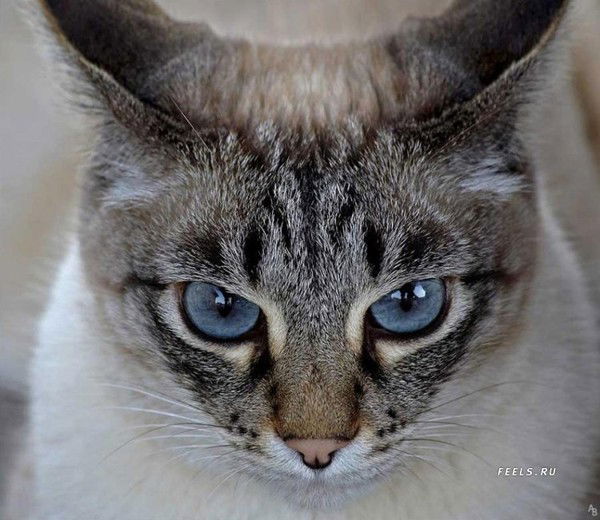 Анна Дубинец