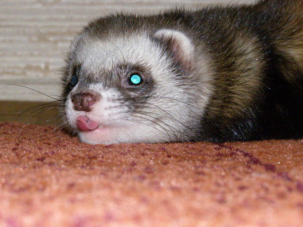 Кирилл Петроченко