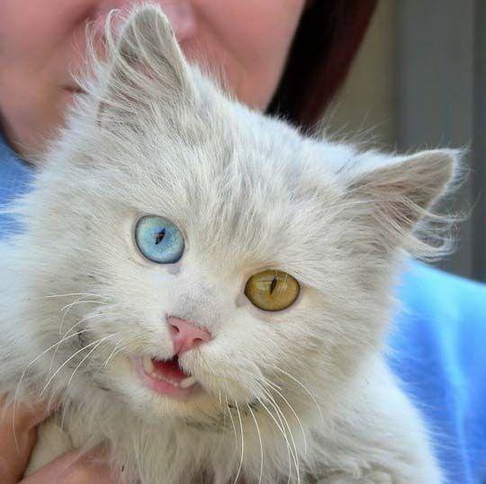 Татуля Кисуля