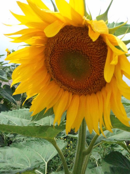 Валентина Медведчук