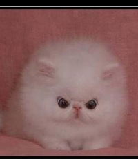 Анатолий Сафончик