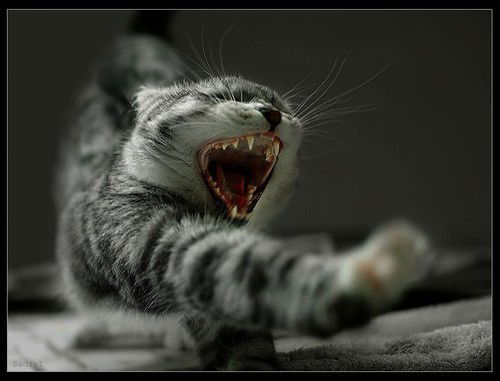 Юлия Могильная