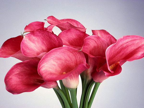 Эльвира Казакова