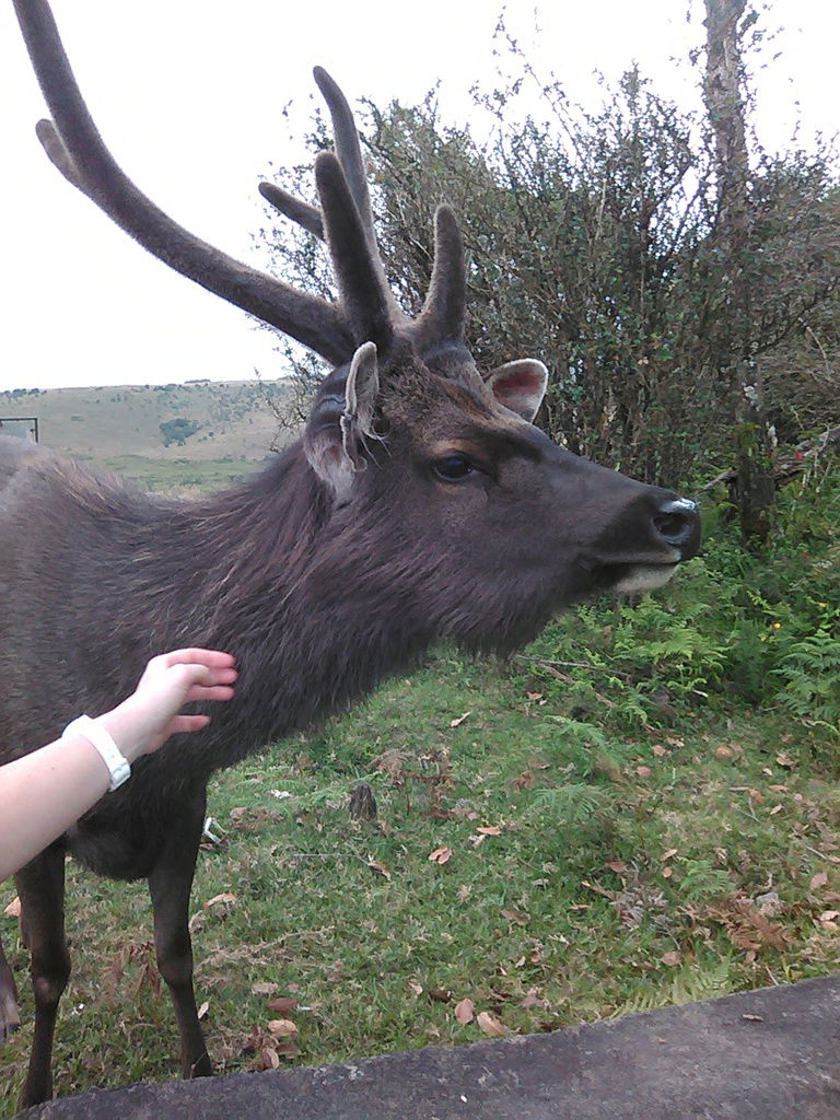 Бушмейстер Яд