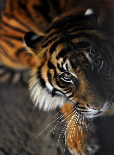 Елена Кошлакова