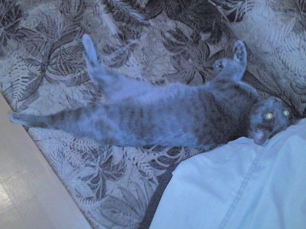 Александр Дьяченко