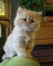 Влад Бутевич