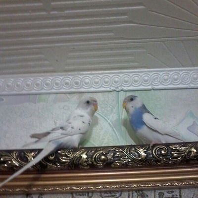 Дмитрий Няшин