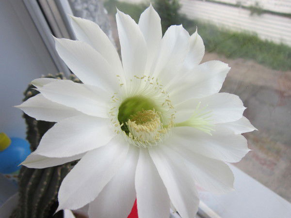 Ольга Гринивецкая