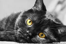 Николай Ерофеев