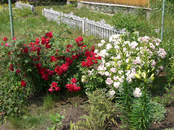 Светлана Зверяева