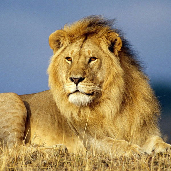 Лев Львович