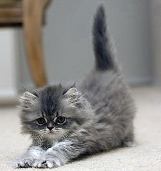 Шунтова Наталья