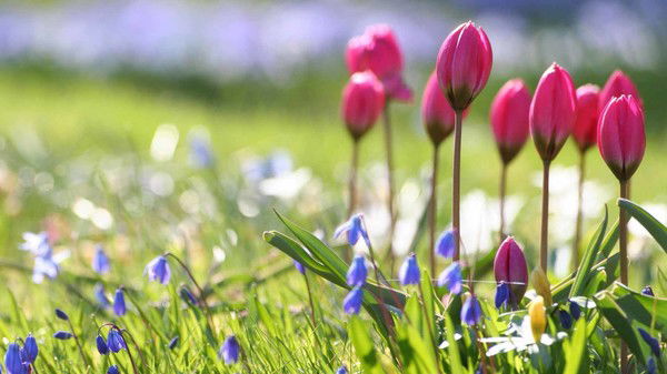 Раиса Кириллова