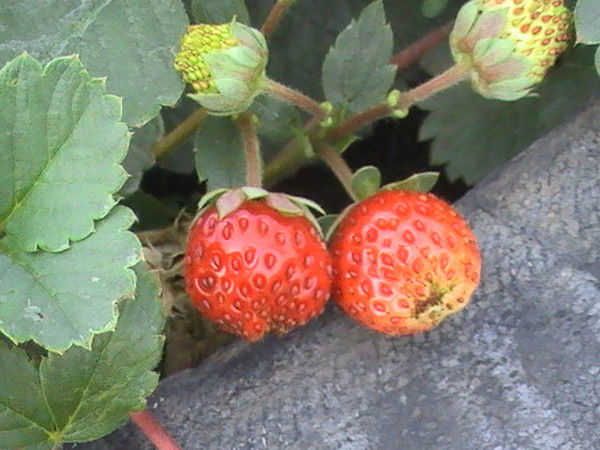 Светлана Морозова