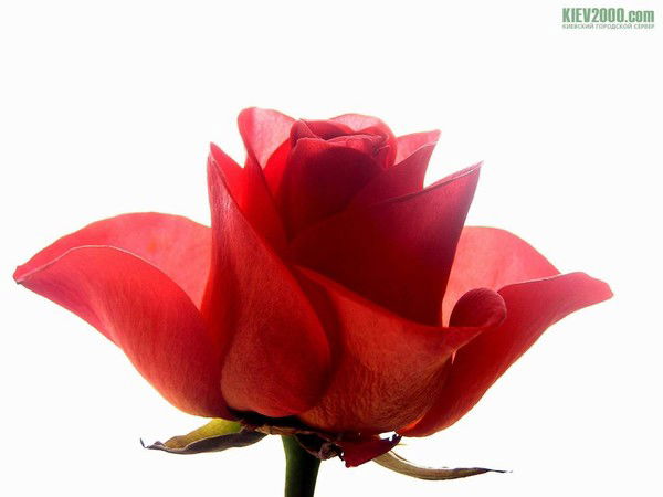 Индира Нурмухамбетова