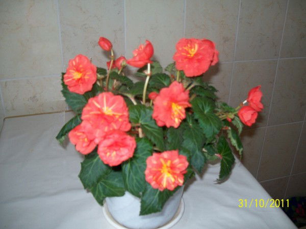 Айиса Миннекаева