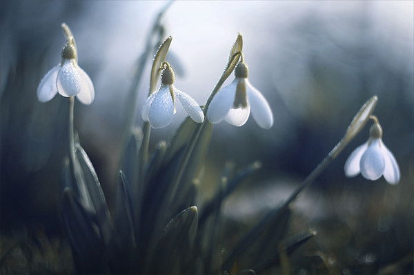 Асем Амангельды
