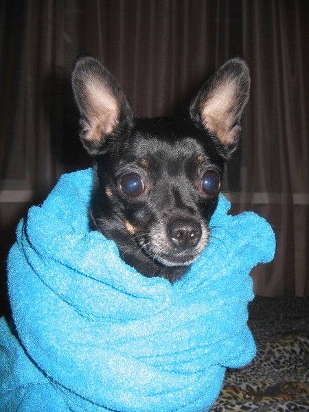 Света Русских