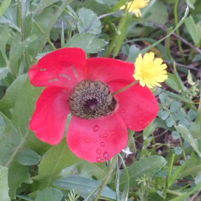 Василиса Щербакова