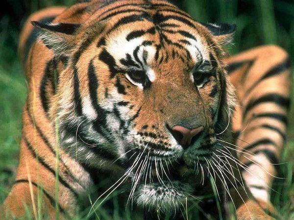 Наталья Потапова