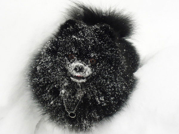 Светлана Конкина