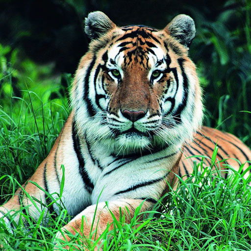 Денис Мазанов