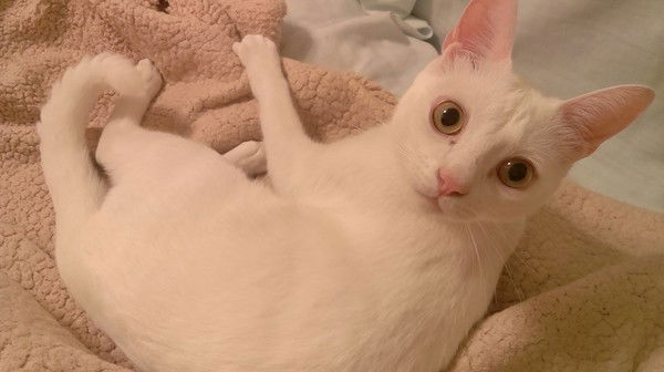 Анна Сурмач