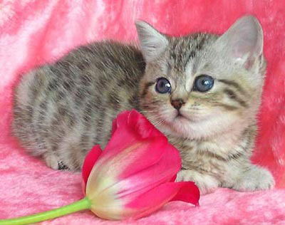 Настя - Сластя