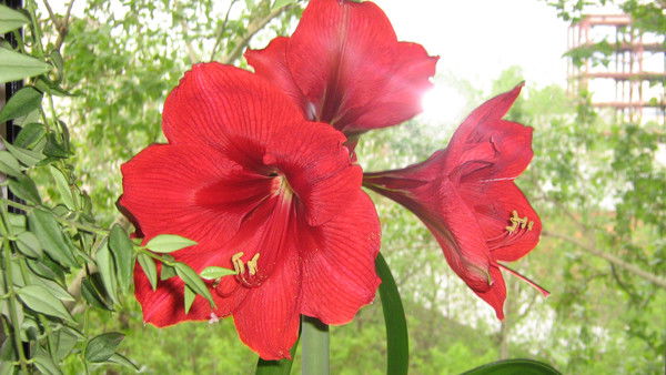 Татьяна Чанова