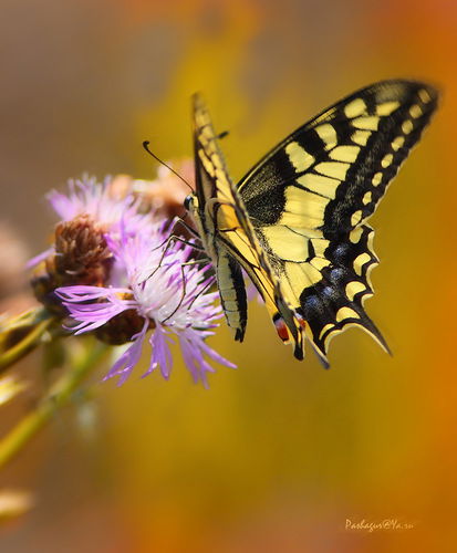 Анастасия Петрова