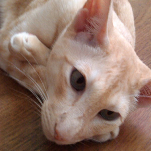 Алексей Дёгтев