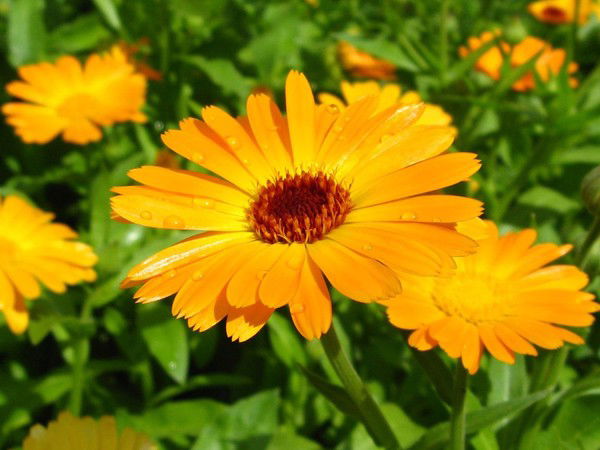 Любовь Рогачёва