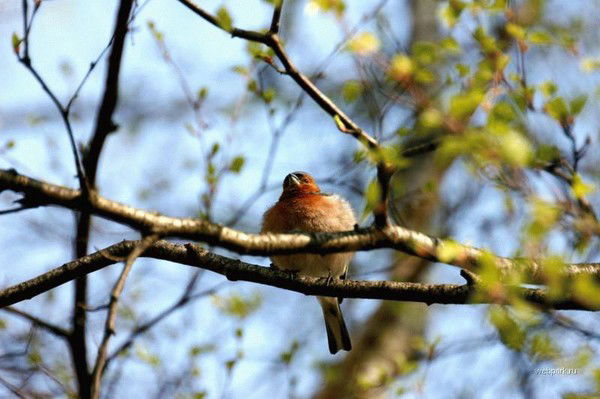 Елена Орешкина
