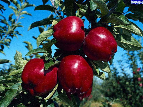 Абдуллох Рахматов