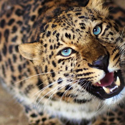 Аля Мустафаева