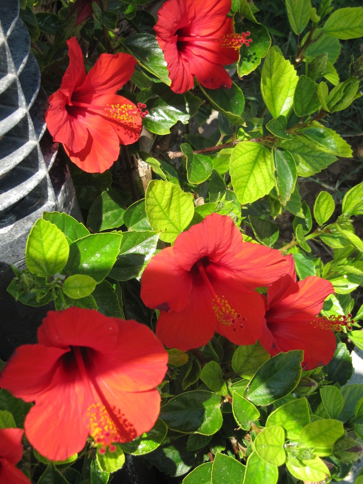 Loudmila Kouznetsova