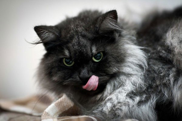 Татьяна Чупахина