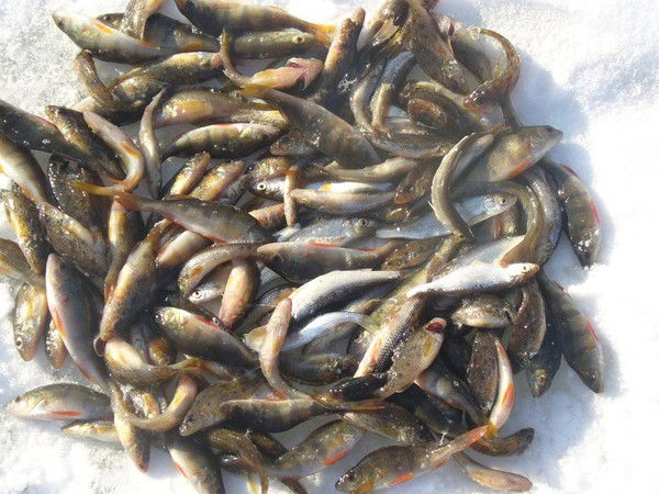 Максим Овсянкин