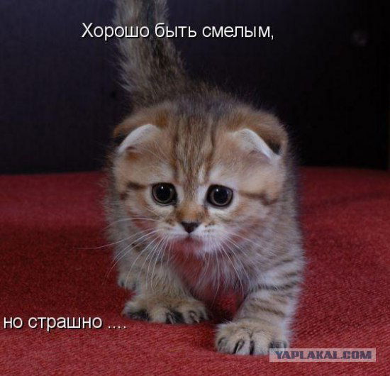 Андрей Ставило