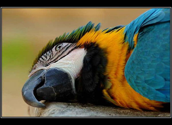 Александр Ефимов