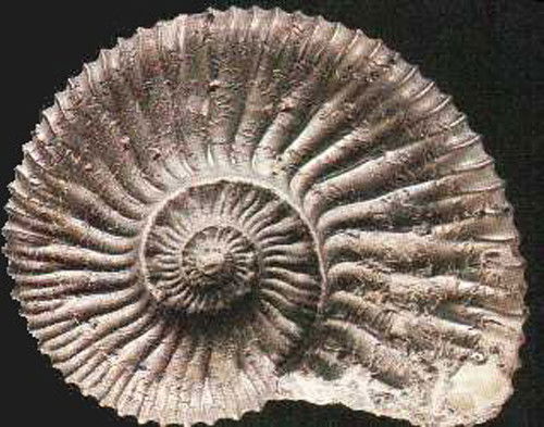 Дмитрий Байков