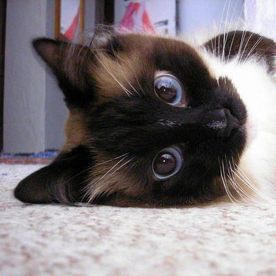 Олівія-І-Ангеліна Друзі